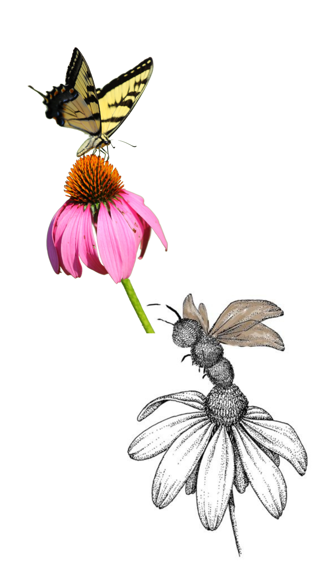 White shirt and flower bug