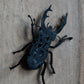 Brooch scarab  / carved surface
