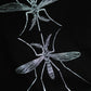 Družina srebrnih komarjev / 2 komarja z detajli