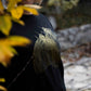 Črn pulover in nočni metulji v bleščično zlati barvi - 300 g organski bombaž